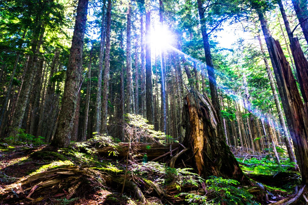 rebirth-low-quality-forest-sunlight-nature